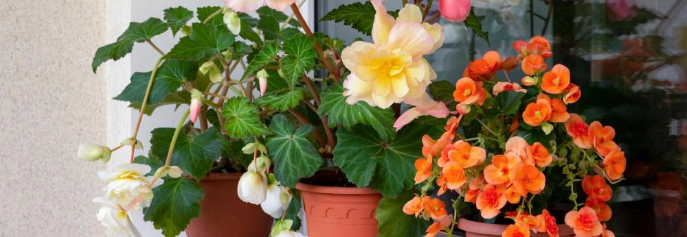 Bunte Begonien in Töpfen auf einem weißen Fensterbrett.